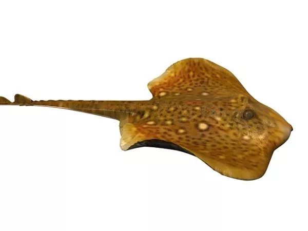 Swimming Blackfish Rigged 3d model