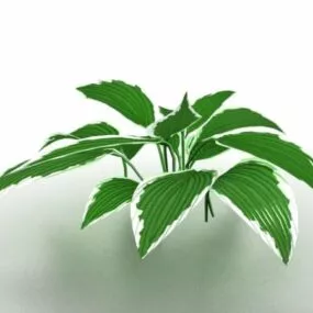Dieffenbachia House Plant 3d model