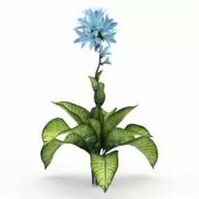 Dieffenbachia Seguine Plant 3d model