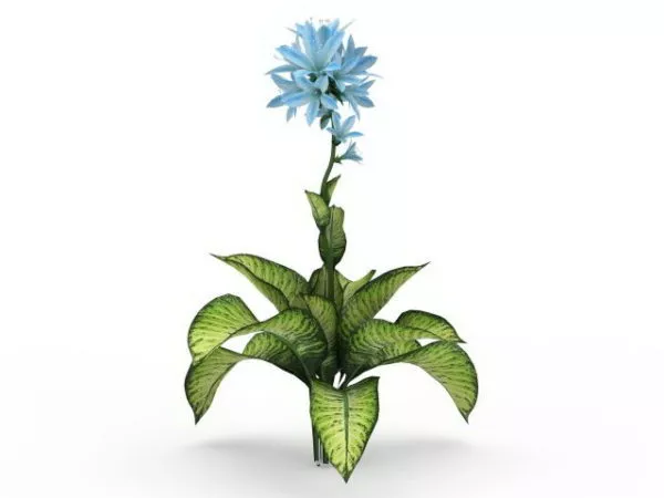 Dieffenbachia Seguine Plant 3d model Dieffenbachia Seguine Plant 3d model