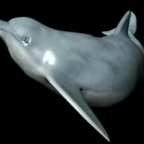Dolphin Animal 3d model