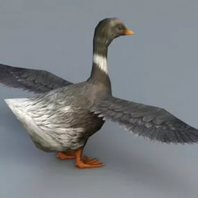 Domestic Duck 3d model
