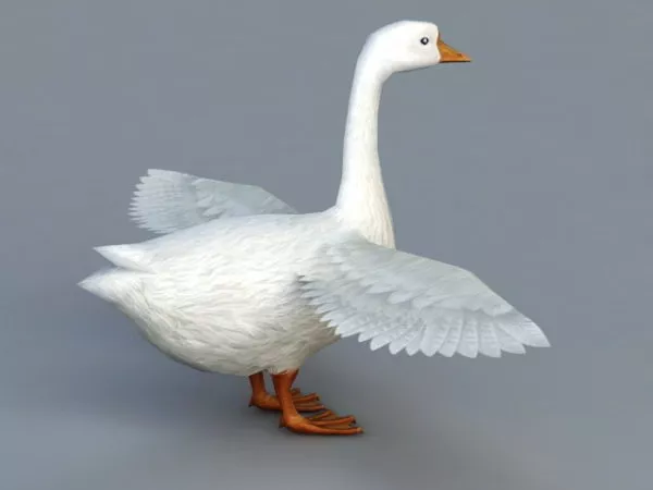 Domestic Goose 3d model Domestic Goose 3d model