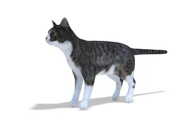 Realistic Orange Cat 3d model