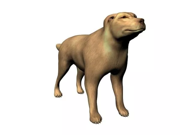Wild Domestic Dog 3d model Wild Domestic Dog 3d model