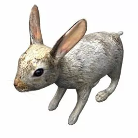 Domestic Rabbit Furniture 3d model