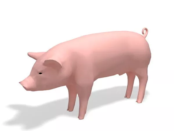 Domesticated Pig Lowpoly 3d model Domesticated Pig Lowpoly 3d model