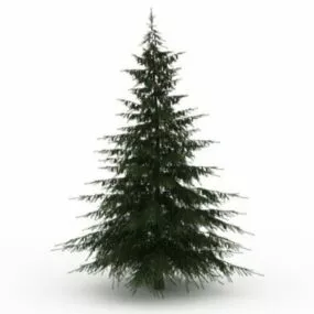 Douglas Fir Tree 3d model