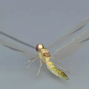 Dragonfly Insect 3d model