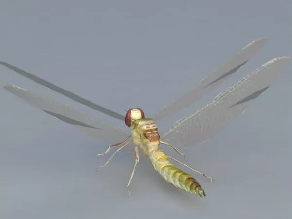 Realistic Yellow Dragonfly 3d model
