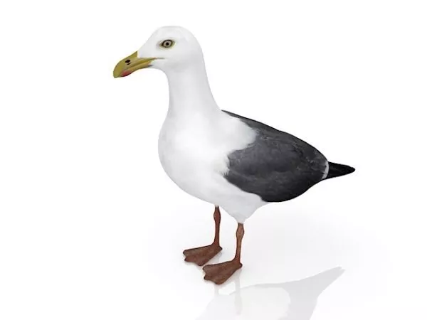 Drake Duck Animal 3d model Drake Duck Animal 3d model