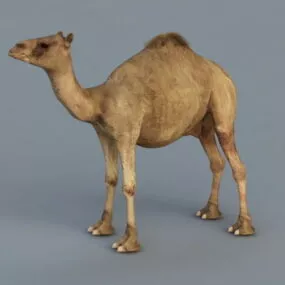 Dromedary Camel 3d model