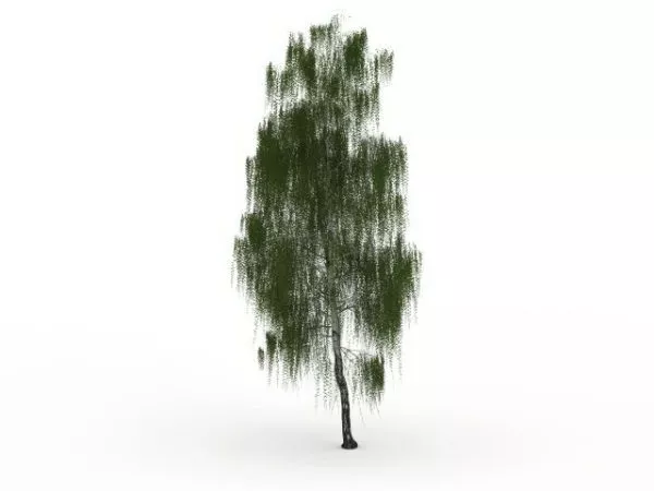 Drooping Willow Tree 3d model Drooping Willow Tree 3d model