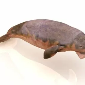 Animal Dugong 3d model