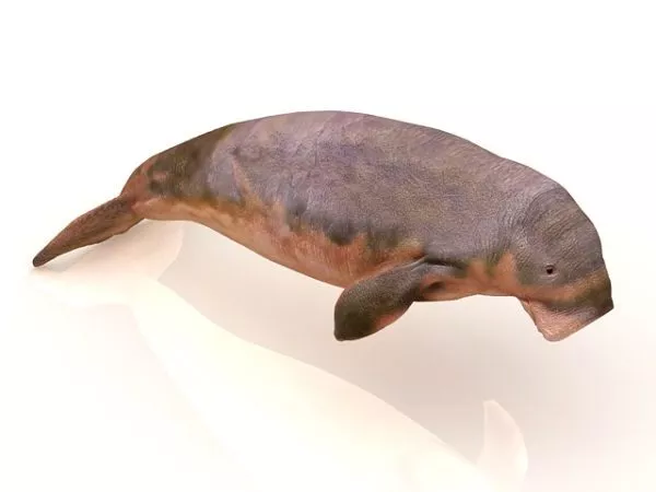 Animal Dugong 3d model Animal Dugong 3d model