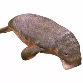 Dugong Dugon Animal 3d model