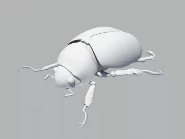 Small Rhinoceros Beetle 3d model