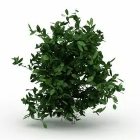 Dwarf Evergreen Shrubs 3d model