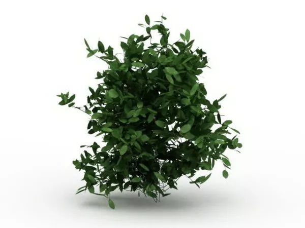 Dwarf Evergreen Shrubs 3d model Dwarf Evergreen Shrubs 3d model