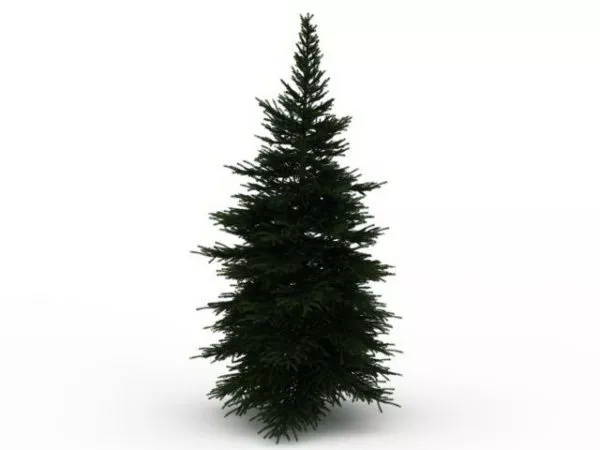 Dwarf Pine Tree 3d model Dwarf Pine Tree 3d model