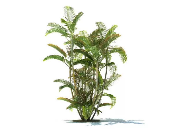 Dypsis Lutescens Tree Free 3d Model - .Max, .Vray - Open3dModel