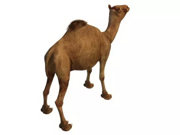 Egyptian Camel Animal 3d model Egyptian Camel Animal 3d model