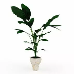 Elephant Ear Container Garden 3d model
