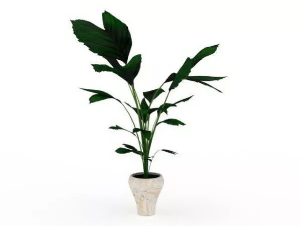 Elephant Ear Container Garden 3d model Elephant Ear Container Garden 3d model