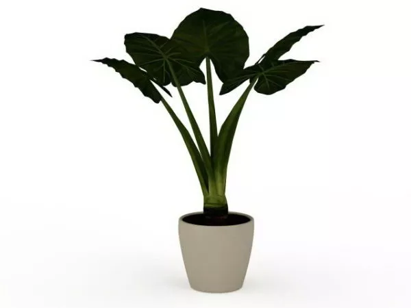 Elephant Ear Plant In Container 3d model Elephant Ear Plant In Container 3d model