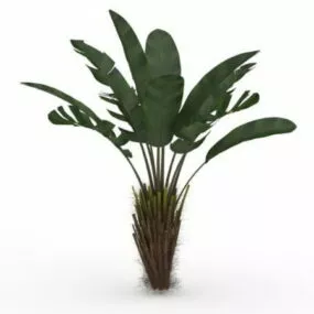 Elephant Ear Plant Tree 3d model
