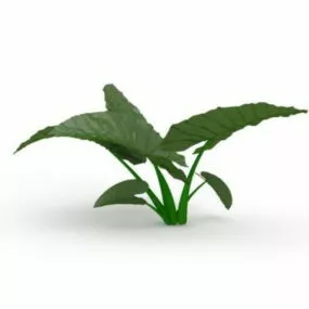 Elephant Ear Plants 3d model