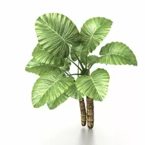Elephant Ear Tree 3d model
