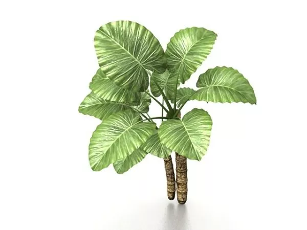 Elephant Ear Tree 3d model Elephant Ear Tree 3d model