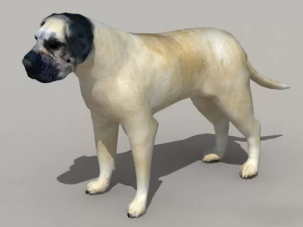English Mastiff 3d model English Mastiff 3d model