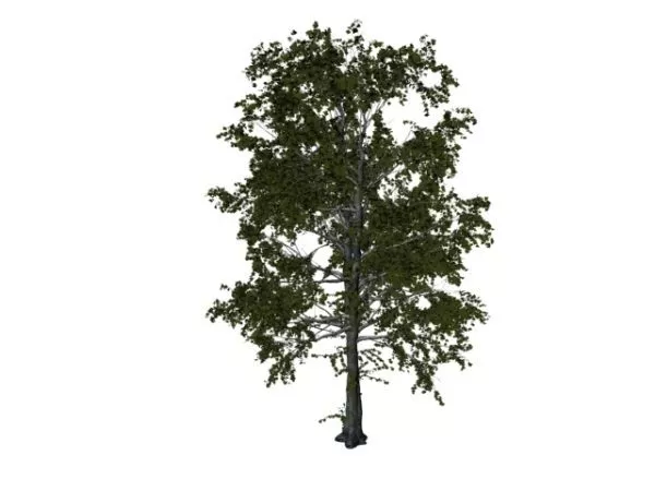 European Aspen Tree 3d model European Aspen Tree 3d model