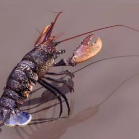 Animal European Lobster 3d model
