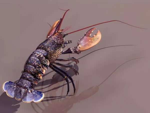 Red Sea Prawn 3d model