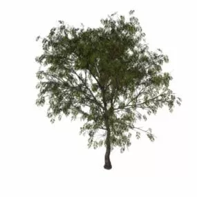 European Mountain-ash Tree 3d model