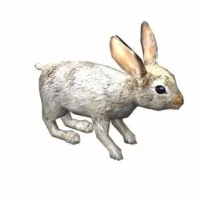 Western Rabbit 3d model