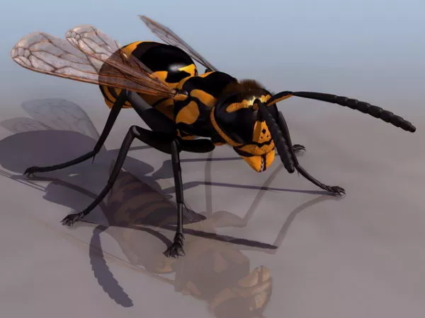 Wasp Bee 3d model