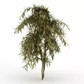 Evergreen Garden Tree 3d model