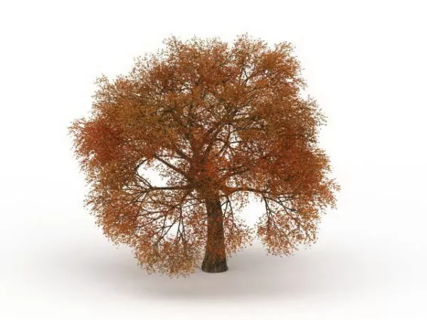 Fall Leaves Autumn Tree 3d model Fall Leaves Autumn Tree 3d model