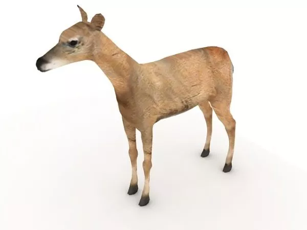 America Fallow Deer Animal 3d model America Fallow Deer Animal 3d model