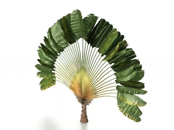 Beauty Fan Palm Tree 3d model Beauty Fan Palm Tree 3d model