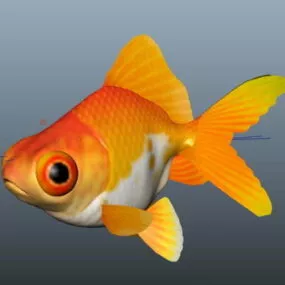 Fancy Goldfish 3d model