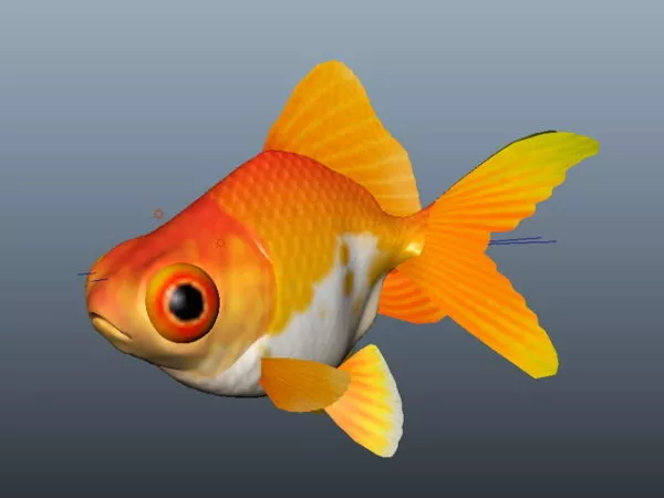 Fancy Goldfish 3d model Fancy Goldfish 3d model