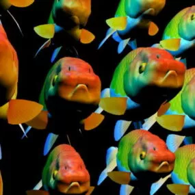 Fancy Goldfish School Animal 3d model