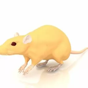 Fancy Rat Animal 3d model