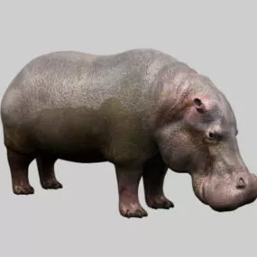Fat Hippopotamus 3d model