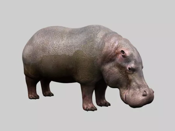 Fat Hippopotamus 3d model Fat Hippopotamus 3d model